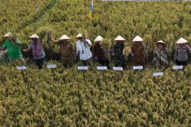 Dua kelompok tani di Pematangsiantar panen bersama lahan seluas 31 hektare