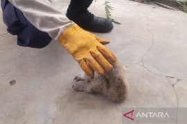 Damkar Kuningan evakuasi kukang masuk pabrik roti