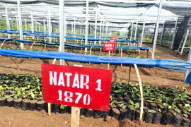 BRMP Lampung: Taman Agro Modern Natar dukung modernisasi pertanian