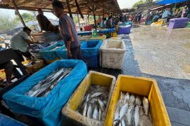 Pemkab Aceh Timur jajaki ekspor tuna dari PPI Idi