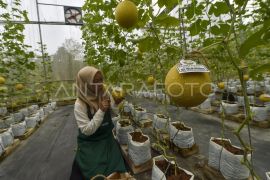 Pengembangan program kewirausahaan sekolah di Jambi