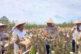 Polres Humbahas gelar panen raya jagung , dukung program ketahanan pangan