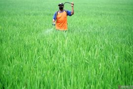 Pengendalian hama wereng di Tulungagung