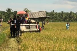 Pemkab Pasaman Barat catat produksi padi dalam delapan bulan 54.397 ton