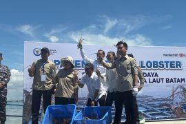 Wapres Gibran dan Titiek Soeharto panen budidaya lobster siap ekspor di Batam