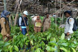 Inspektorat awasi penyaluran bibit kakao di Polewali Mandar