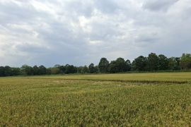 PLN Lampung sebut 4.251 lokasi telah terima "electrifying agriculture"