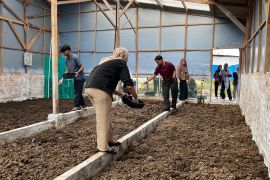 Tim Polinela temukan manfaat maggot BSF untuk pengelolaan feses ayam broiler
