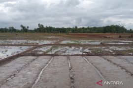 Mayoritas petani Mukomuko terapkan metode jajar legowo