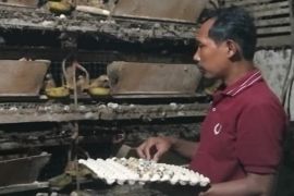 UKM Burung Puyuh di Desa Puntik Tengah bertahan lewat inovasi pakan lokal