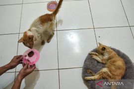 Riset Jepang: Aroma pengaruhi nafsu makan kucing