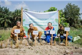 Patra Niaga tanam rumput  vetiver reboisasi DAS Sungai Siak