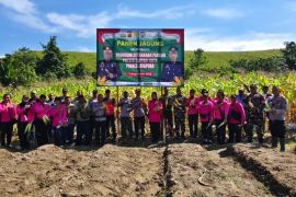Polsek Sentani Kota dan kelompok tani panen jagung di Yahim