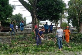 BPBD Belitung ingatkan waspada pohon tumbang akibat anomali cuaca