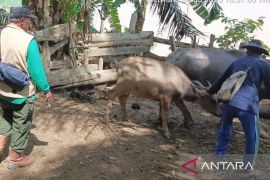 Hewan ternak di Kabupaten Batang Hari terserang ngorok