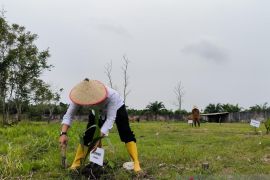 Kanwil Ditjenim Jambi tanam 5.000 bibit kelapa