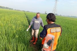 Pemkab Kudus larang petani gunakan jebakan tikus dengan listrik timbulkan korban jiwa