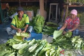 Dispertan sebut luas tanam tembakau di Madiun pada 2025 menyusut