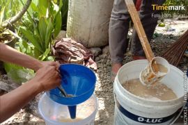 Petani muda Solok upayakan pertanian ramah lingkungan