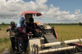 Pemkab Pasaman Barat catat luas tanam padi sawah 8.794 hektare