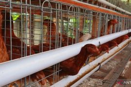 BUMNag Nagari Pauah, Pasaman kembangkan 540 ayam petelur dukung program MBG