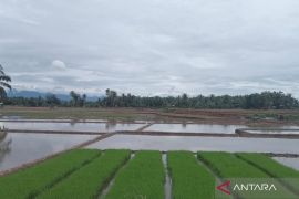 Mukomuko targetkan semua sawah ditanam padi September