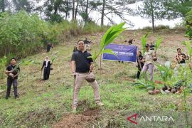 Imigrasi Kerinci tanam 100 bibit kelapa dukung ketahanan pangan