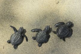 Pelepasan Tukik di Pantai Kelapa Tinggi