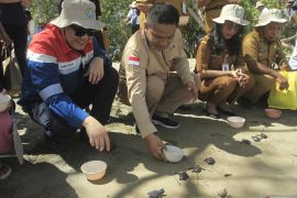 Pelepasliaran Tukik di Kupang Page 5 Small