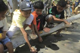 Pelepasliaran Tukik di Kupang Page 6 Small