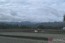 Beras Sulteng surplus 131.881 ton dalam sembilan bulan terakhir