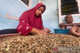 Produksi kopi di Kuningan capai 1.217 ton hingga September 2025