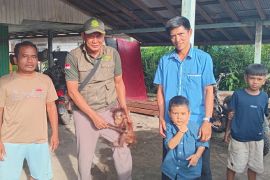 BKSDA Sampit terima penyerahan bayi orang utan