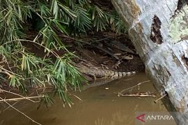 BKSDA Mukomuko koordinasi dengan desa soal permintaan penanganan buaya