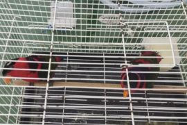 BKSDA Maluku amankan dua ekor burung nuri dari KM Sabuk Nusantara