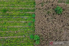 Guru Besar IPB: Revisi PP 24/2021 harus dijalankan hati-hati