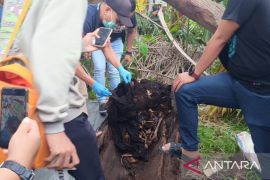 Kerangka manusia dalam pohon aren tunggu hasil DNA