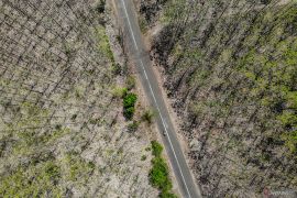 Fenomena hutan jati meranggas di Nganjuk