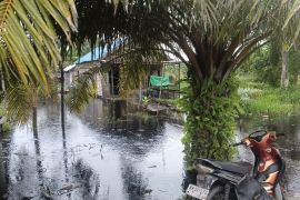 BKSDA Sampit imbau warga waspada kemunculan buaya saat banjir