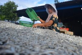 Produksi ikan kering terkendala cuaca di Padang Page 2 Small