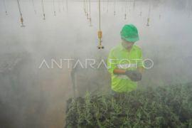 Pemulihan lahan pascatambang di Pulau Obi Page 1 Small