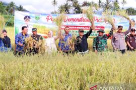 Produksi meningkat Pemkot Padang Panjang panen demplot padi