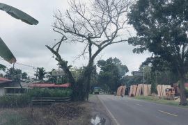 DLH Dharmasraya akan pangkas pohon pelindung jaga keselamatan pengguna jalan