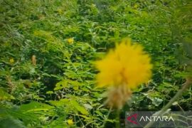 Susupan laki dikeluhkan petani di Kota Banjarmasin