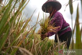 Dari swasembada beras musiman menuju swasembada berkelanjutan