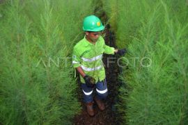 Pemulihan lahan pascatambang di Pulau Obi Page 2 Small