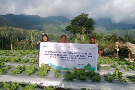 PLN dorong pertanian modern di Poco Leok dengan electrifying agriculture