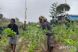 Satgas Yonif 521/DY gotong royong panen hasil kebun warga Napua