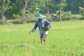 Ponorogo pastikan stok pupuk bersubsidi aman hingga akhir tahun