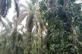 Pemkab Pasaman Barat terus edukasi petani sawit agar pakai bibit unggul